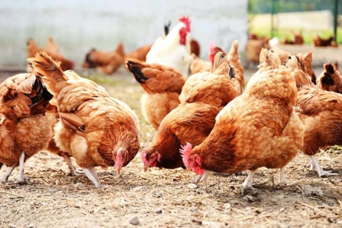 Yumurta ve Kanatlı Etinde İhracat Geriledi