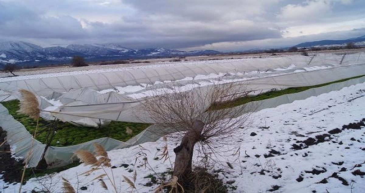 Afetzede Çiftçiye Müjde: Sigorta Prim Borçları Ertelendi