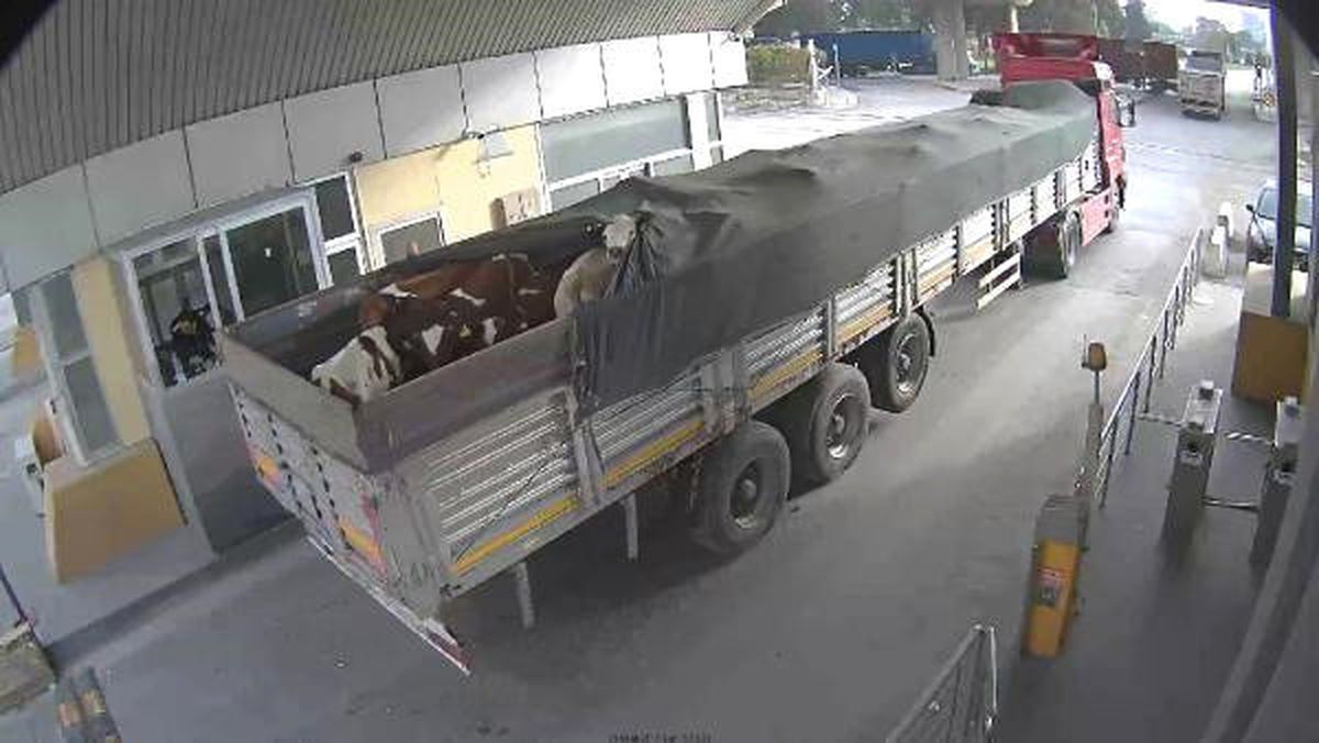 Limanda Akılalmaz Dolandırıcılık: Sahte Plakalı TIR'la 48 Danayı Çaldı