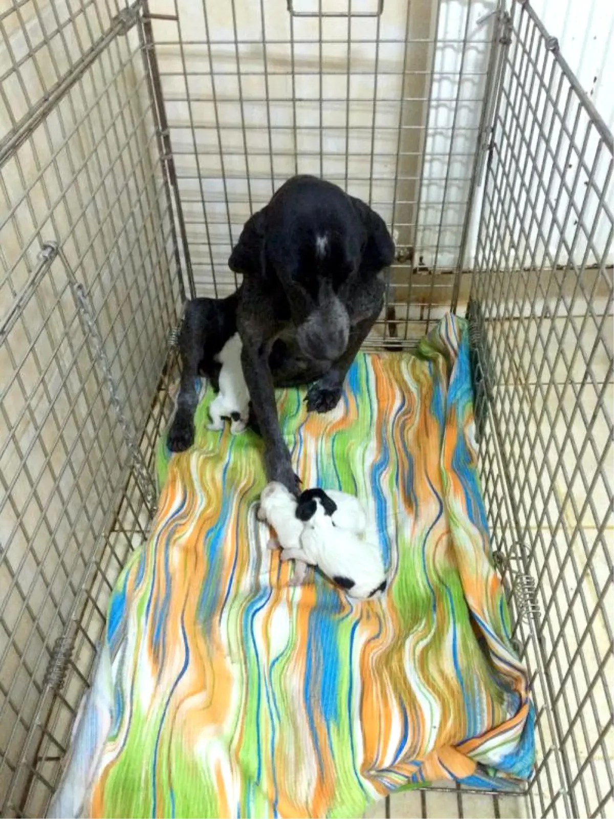 Sokak Köpeği ve 4 Yavrusu Korumaya Alındı Haberler