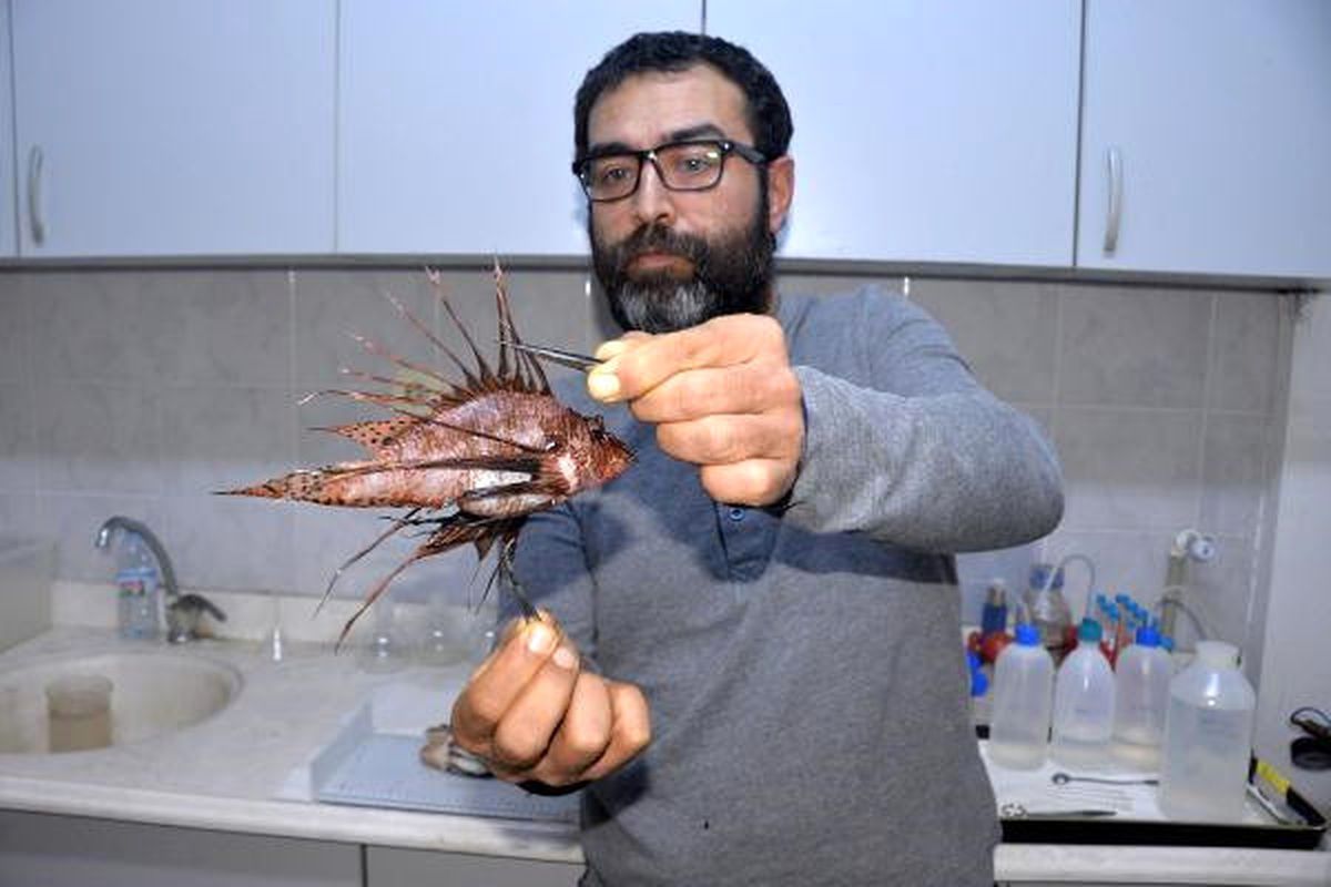 Zehirli Aslan Balıkları Akdeniz'de Çoğalmaya Başladı