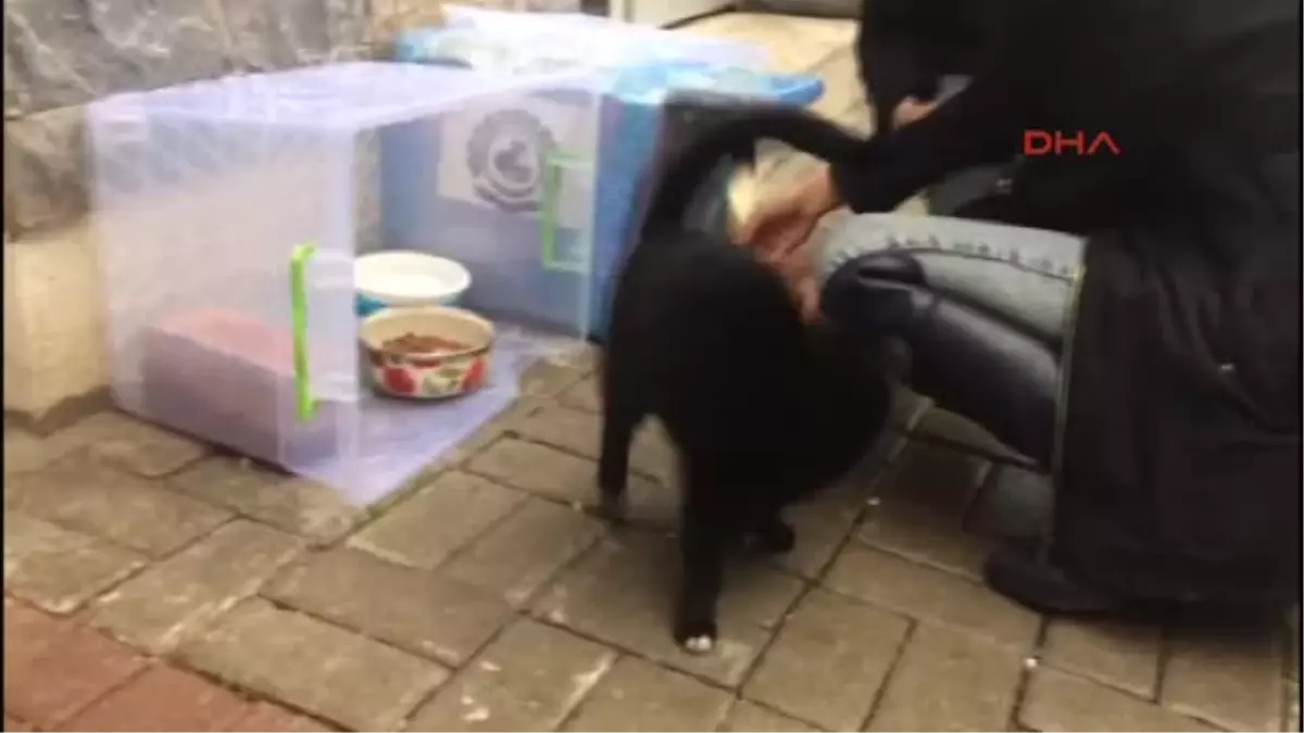 Denizli Kedi Evi Yüzünden 4 Kadın Tartıştı