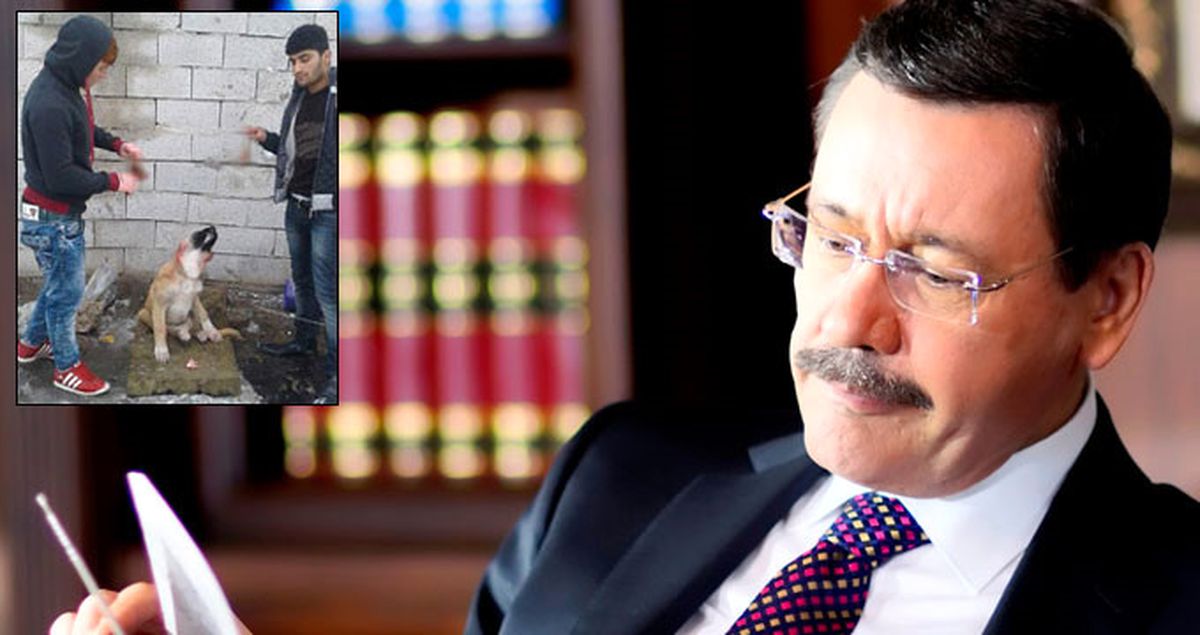 Köpek Canilerini Bulmak İçin Başkan Melih Gökçek Kolları Sıvadı