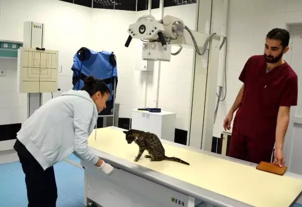 Buza Yapışmış Halde Bulunan Kedi Tedaviye Alındı Buza Yapışmış Halde Bulunan Kedi Tedaviye Alındı