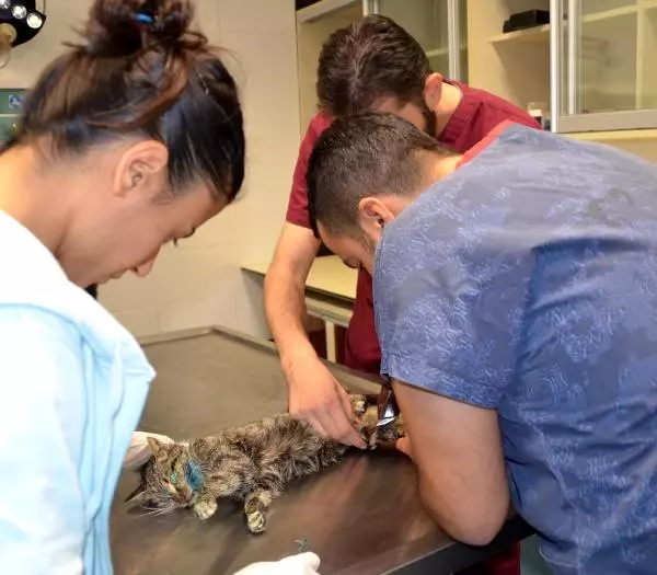 Buza Yapışmış Halde Bulunan Kedi Tedaviye Alındı Buza Yapışmış Halde Bulunan Kedi Tedaviye Alındı