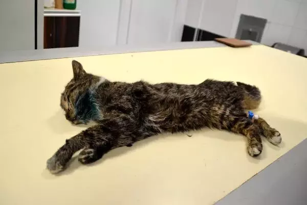 Buza Yapışmış Halde Bulunan Kedi Tedaviye Alındı Buza Yapışmış Halde Bulunan Kedi Tedaviye Alındı