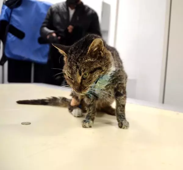 Buza Yapışmış Halde Bulunan Kedi Tedaviye Alındı Buza Yapışmış Halde Bulunan Kedi Tedaviye Alındı
