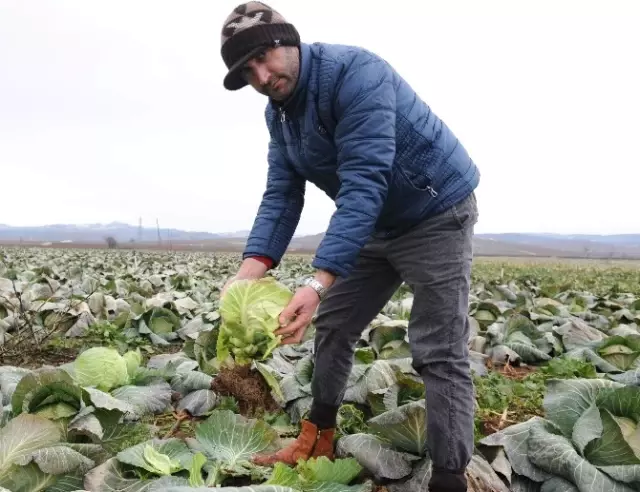 Kilosunu 35 Kuruşa Sattıkları Ürünler, Pazarda Tanesi 7 Liraya Satılıyor Kilosunu 35 Kuruşa Sattıkları Ürünler, Pazarda Tanesi 7 Liraya Satılıyor