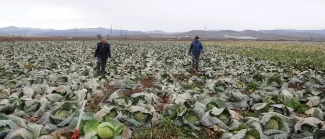 Kilosunu 35 Kuruşa Sattıkları Ürünler, Pazarda Tanesi 7 Liraya Satılıyor Kilosunu 35 Kuruşa Sattıkları Ürünler, Pazarda Tanesi 7 Liraya Satılıyor