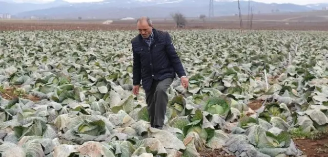 Kilosunu 35 Kuruşa Sattıkları Ürünler, Pazarda Tanesi 7 Liraya Satılıyor Kilosunu 35 Kuruşa Sattıkları Ürünler, Pazarda Tanesi 7 Liraya Satılıyor