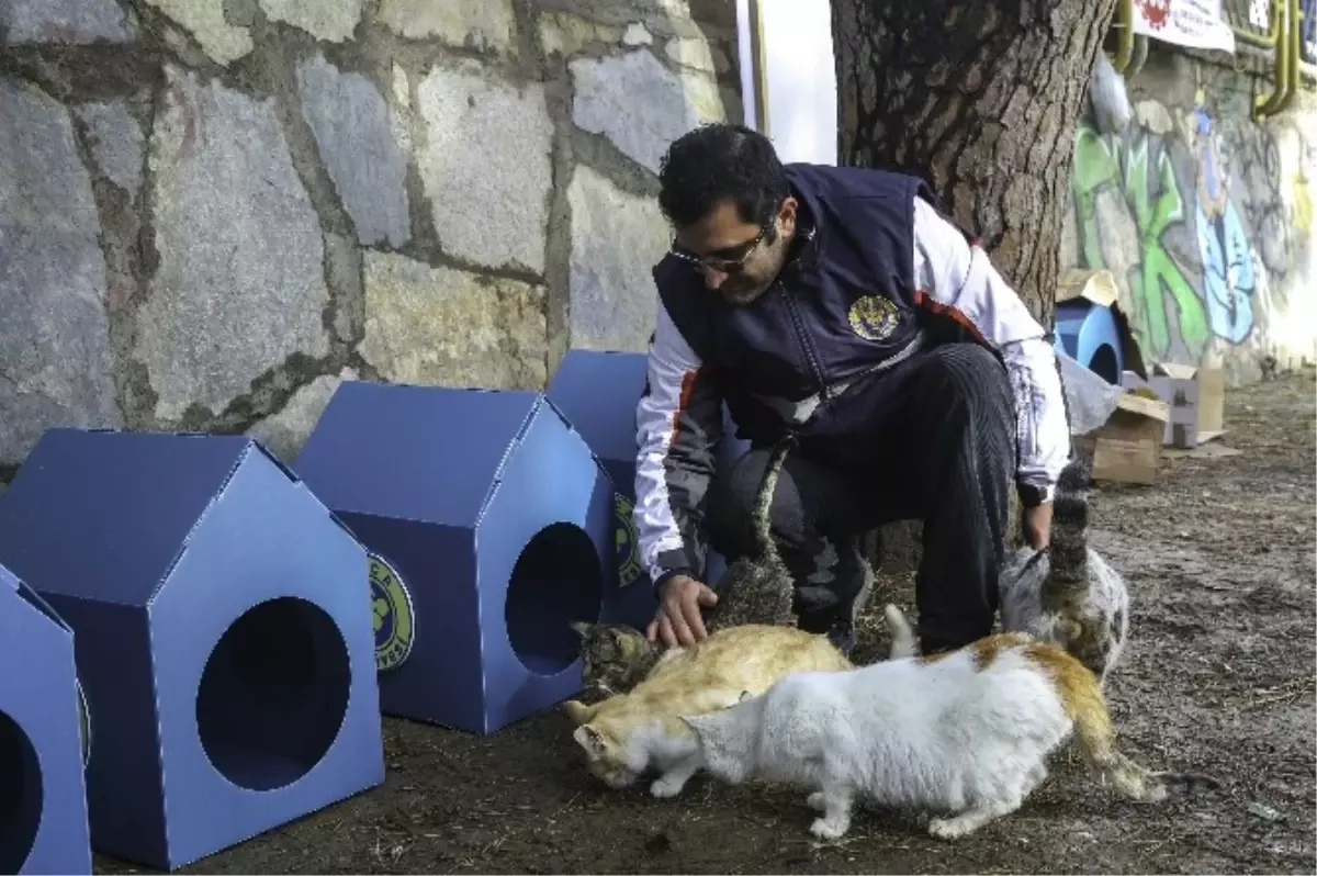 Buca Belediyesi�nden 80 Yeni Kedi Evi Haber