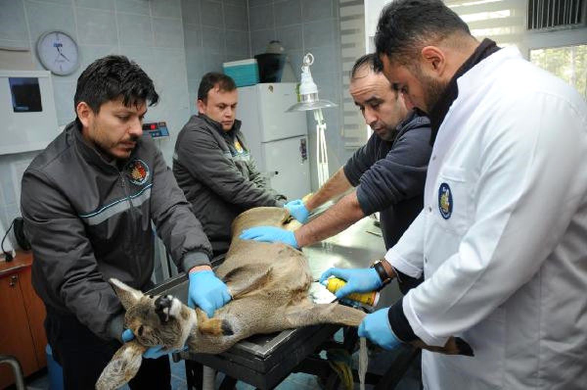 Yaralı Bulunan Karaca Tedavi Edildi ve Doğaya Bırakıldı