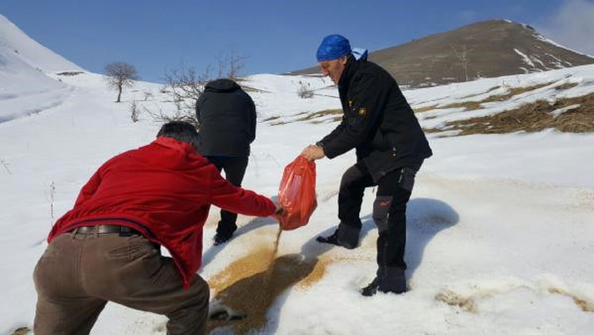 Hakkari'deki Yaban Hayvanları İçin Doğaya Yem Bırakıldı