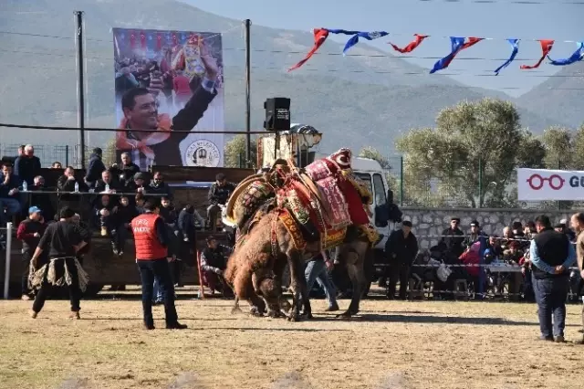 Milas'ta Develer Eğitim Yararına Güreşti Milas'ta Develer Eğitim Yararına Güreşti