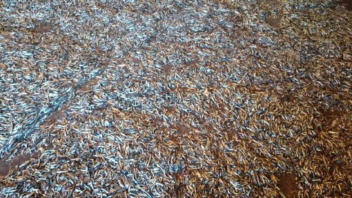 Samsun'da 148 Bin Kilo Hamsiye El Konuldu