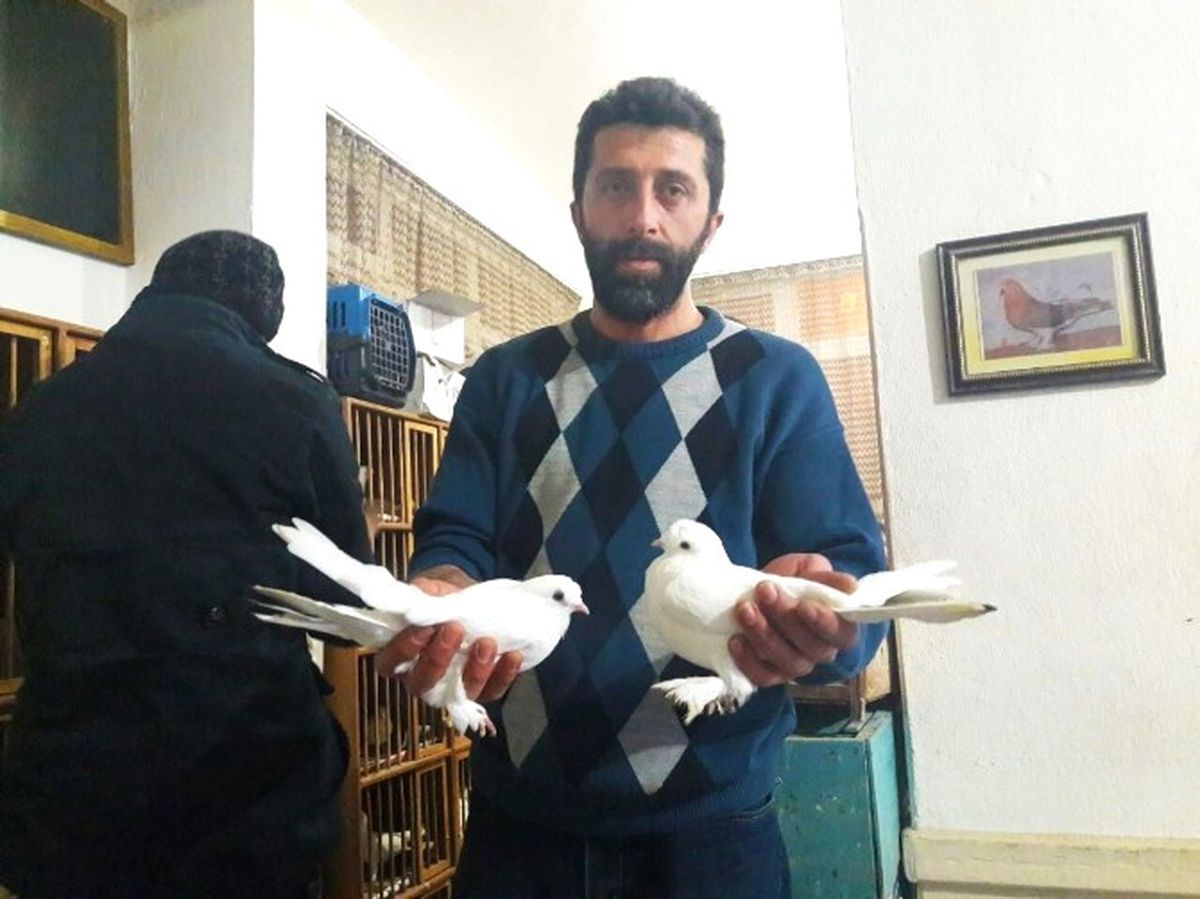 Bursa'da Güvercin Açık Arttırmayla 18 Bin Liraya Satıldı