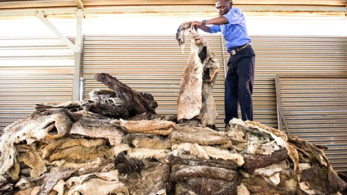 Güney Afrika'da 5 Bin Kaçak Eşek Derisi Ele Geçirildi