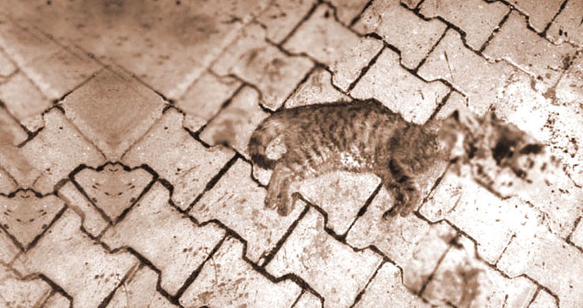 Tekirdağ'da İki Kedi Başlarına Sert Cisimle Vurularak Öldürüldü
