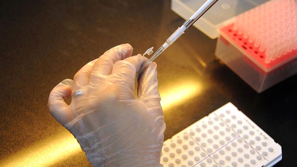 Domuz Embriyonlarında İnsan Hücreleri Büyütüldü