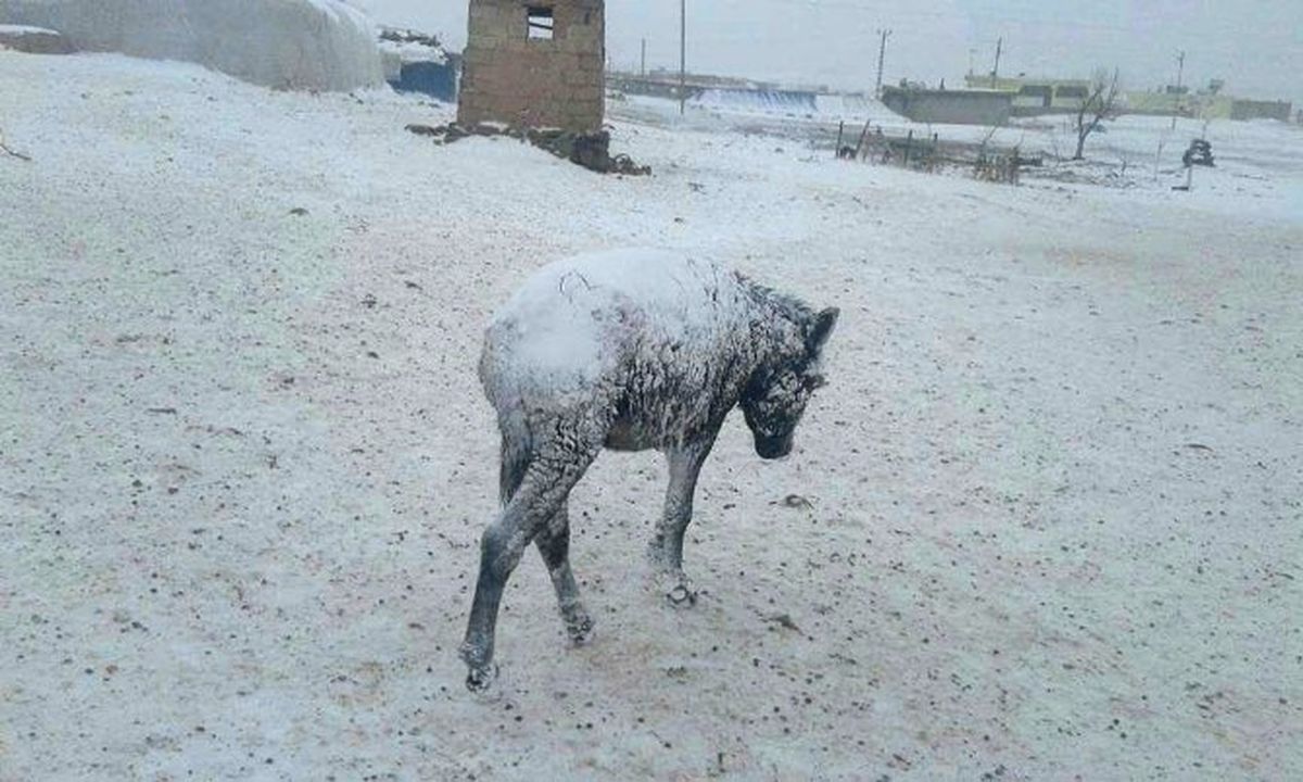 Şanlıurfa'da Yoğun Kar Yağışı! Eşekler Buz Tuttu