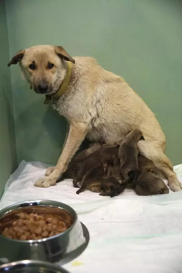 Tedavi İçin Getirilen Sokak Köpeği, Annesiz 9 Yavruya Hayat Verdi