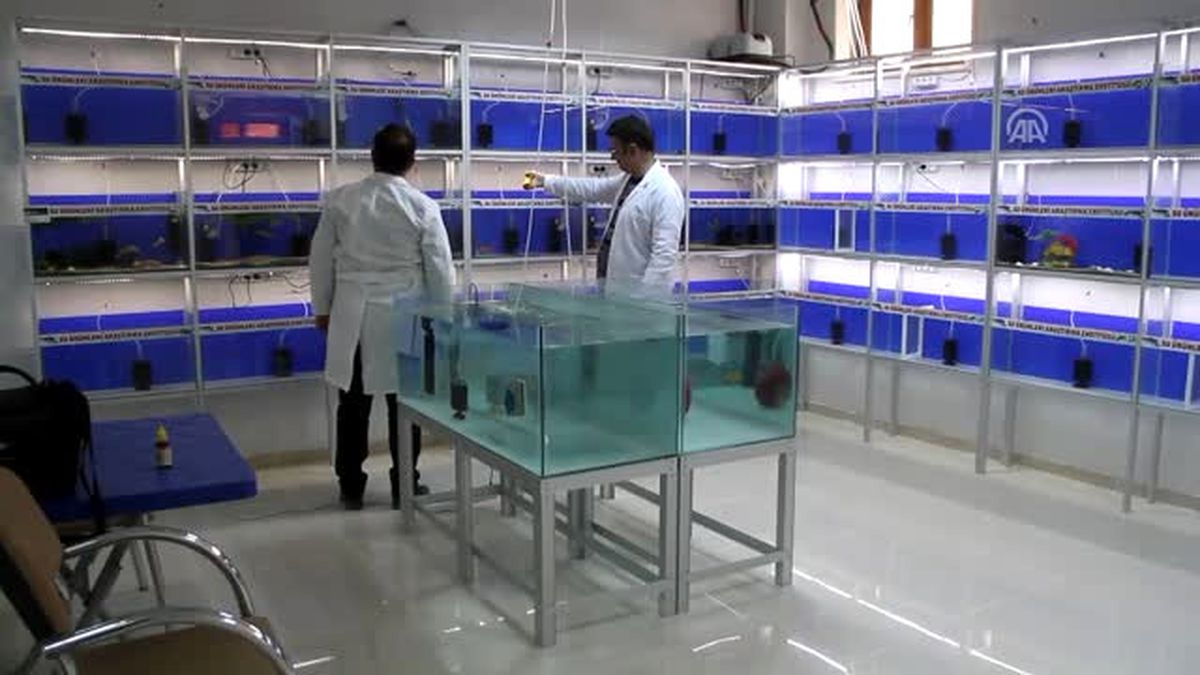 Akvaryum Balıkları Için 'Hastane'