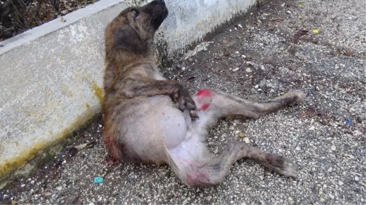 Aracın Çarptığı Yaralı Köpek, Hayvan Ambulansı ile Hastaneye Kaldırıldı