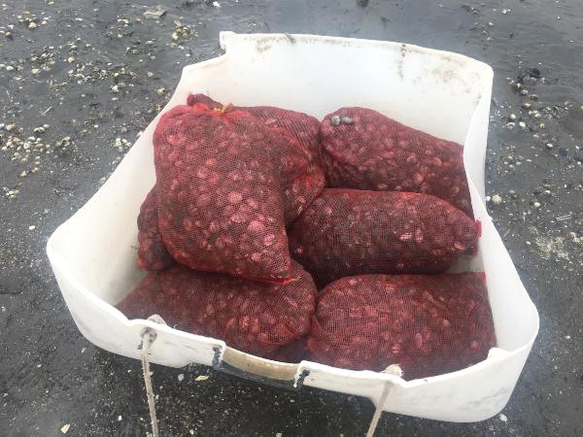 Midye Avlayan Satıcıya Suçüstü! 1155 Lira Para Cezası Verildi