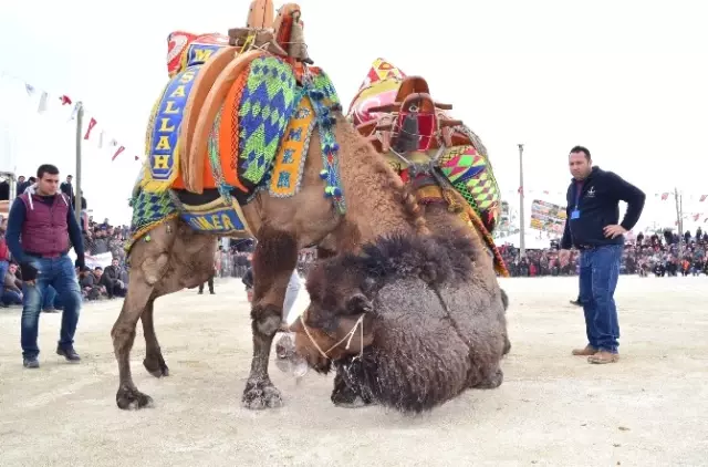 Develer Güreşti, Sahipleri Kavga Etti Develer Güreşti, Sahipleri Kavga Etti