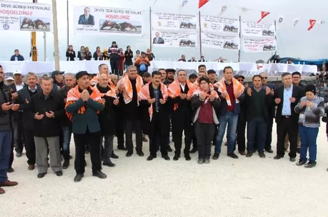 Develer Güreşti, Sahipleri Kavga Etti Develer Güreşti, Sahipleri Kavga Etti