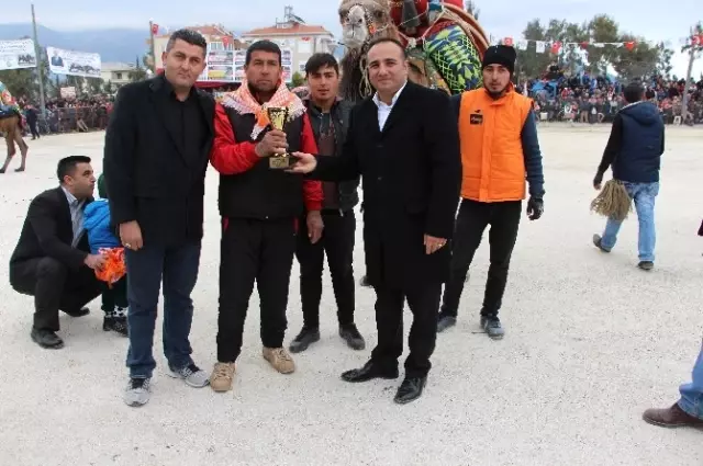 Develer Güreşti, Sahipleri Kavga Etti Develer Güreşti, Sahipleri Kavga Etti