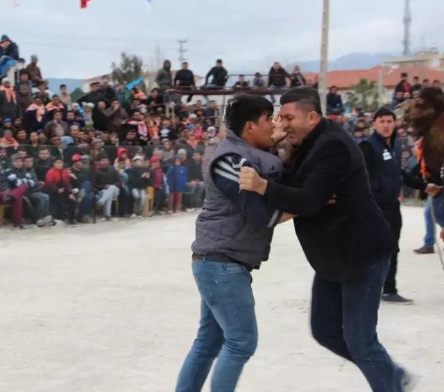 Develer Güreşti, Sahipleri Kavga Etti Develer Güreşti, Sahipleri Kavga Etti
