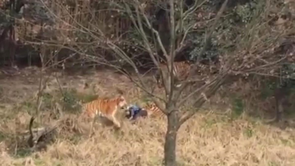 Kaplanlar, Kafese Giren Adamı Ziyaretçiler Önünde Paramparça Etti