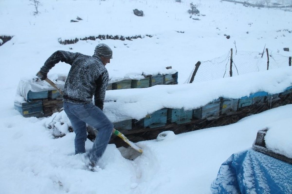 Şırnak'ta Arıcılar, Soğuktan Donan Arılarını Avuçlarında Isıtıyorlar