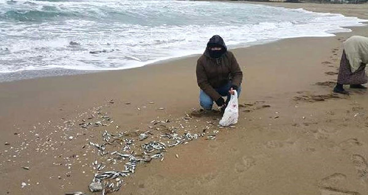 Balıklar Karaya Vurdu! Vatandaşlar Tek Tek Topladı