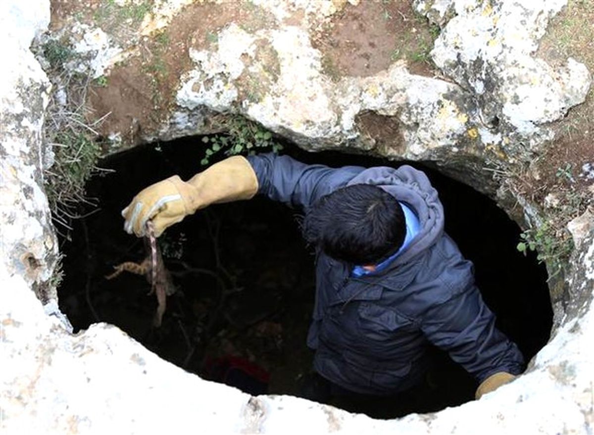 Şanlıurfa'da 'Çöl Varanı' Ölü Bulundu