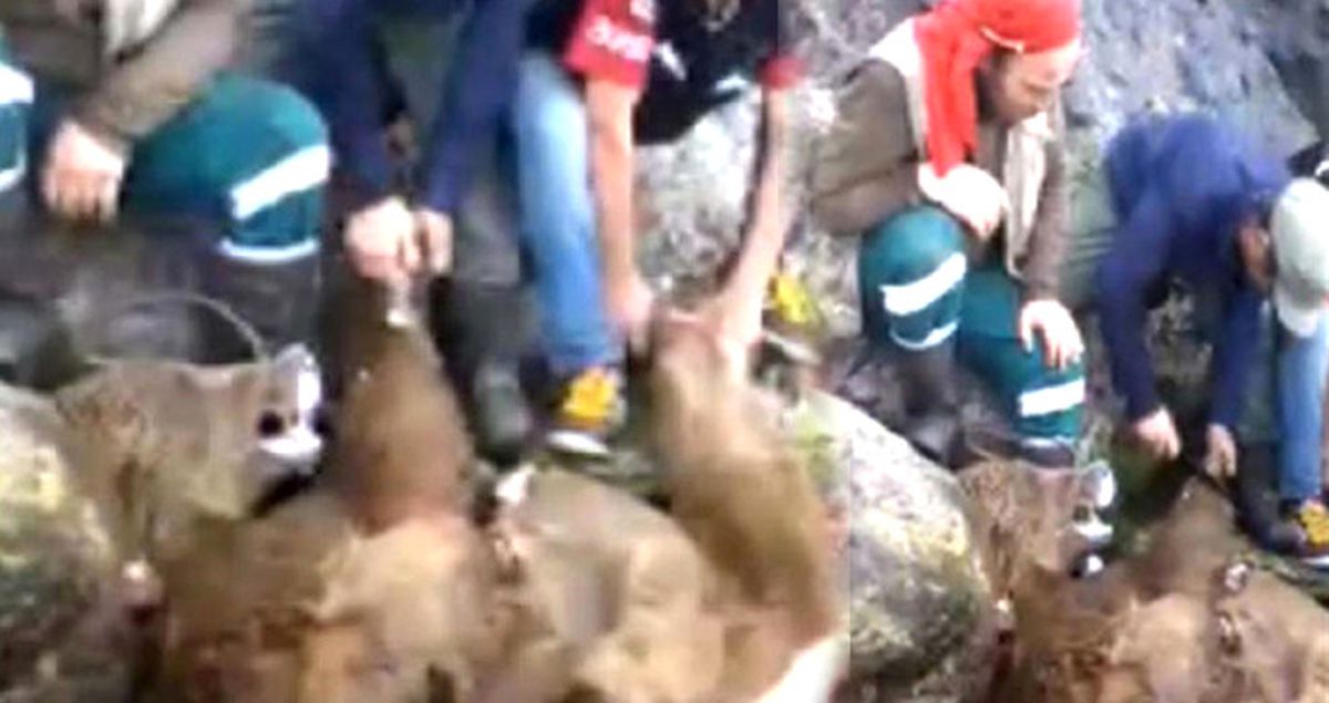 Hayvan Severleri İsyan Ettiren Görüntü! Ayıyı Parça Parça Ettiler