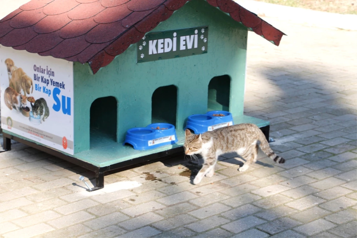 Odemis Belediyesi Kedi Evleri Monte Ediyor