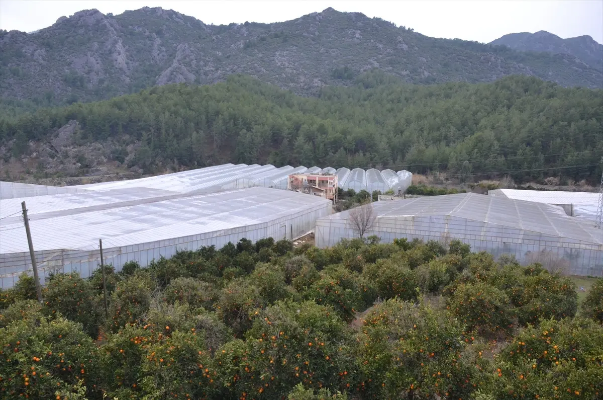 Narenciye Bahçelerinin Yerini Muz Serası Alıyor