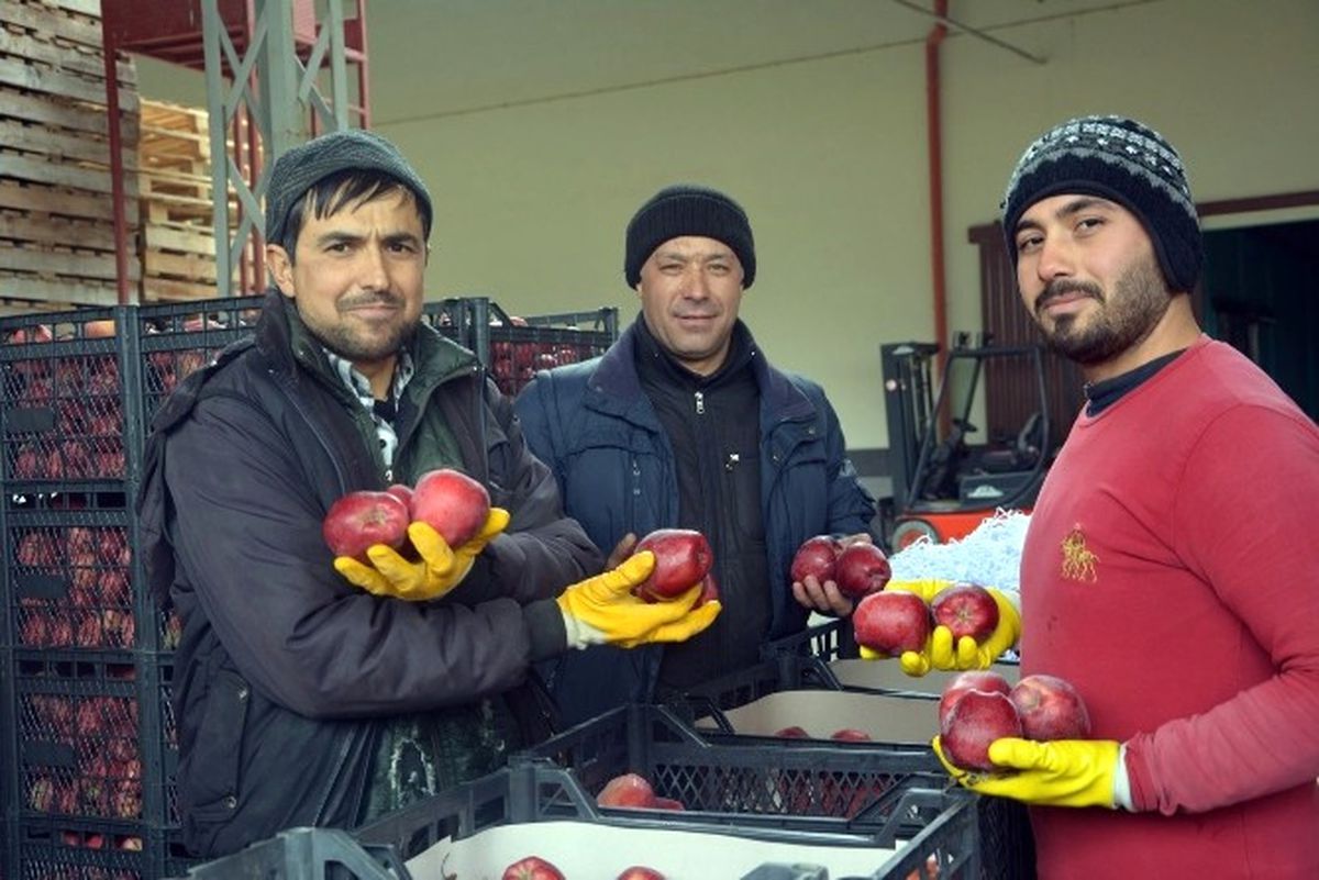 Ortadoğu'ya Elma İhracatı Başladı