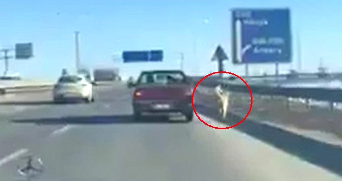 Arabasının Aynasına Köpeğini Bağlayarak Koşturan Sürücü Tepki Çekti