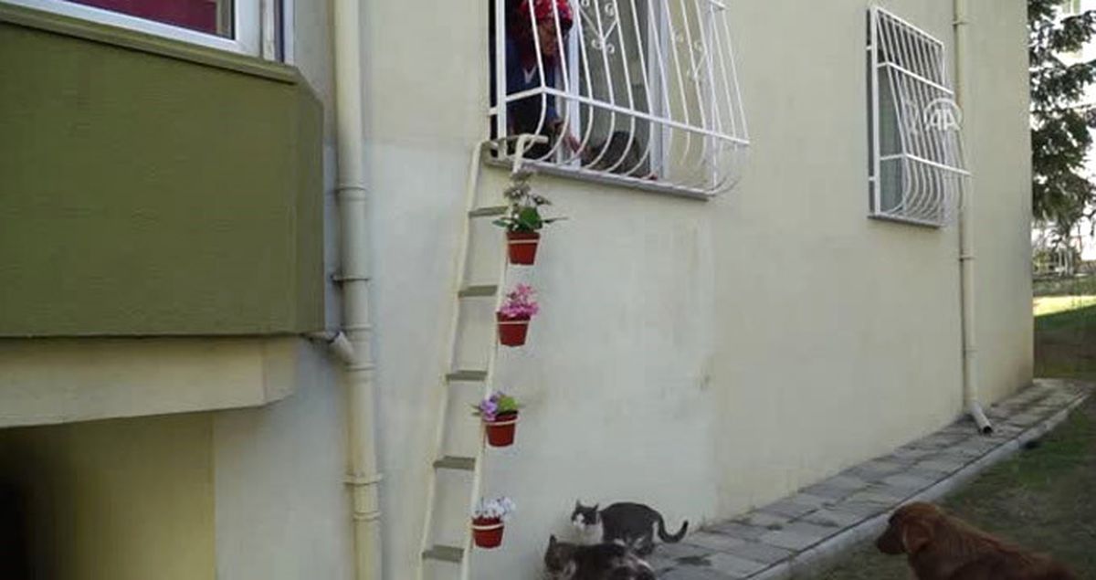 Kedileri Soğuktan Korumak isteyen Kadın, Evine 'Kedi Merdiveni' Yaptırdı