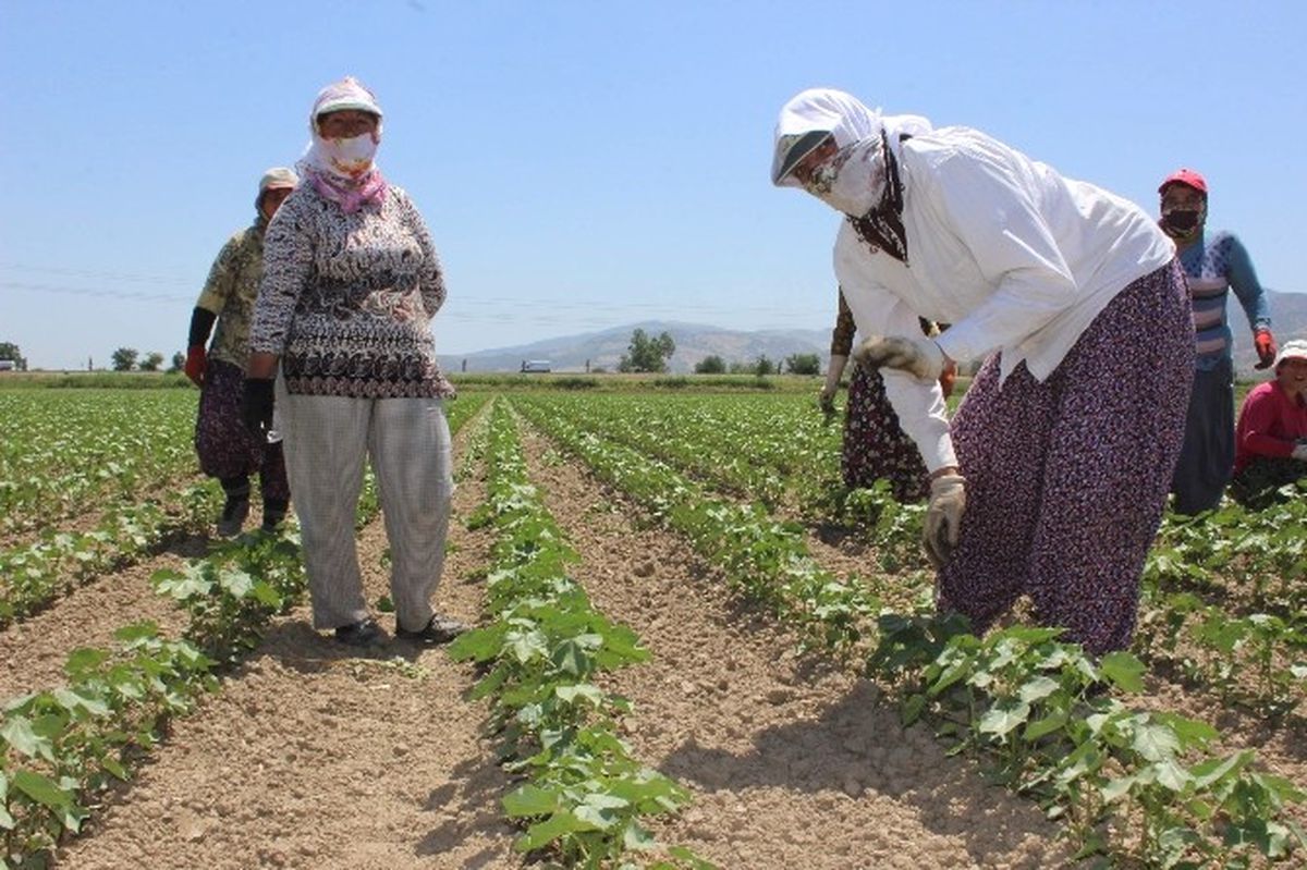 Aydın'da 75 Kadın Çiftçi İş Sahibi Olacak