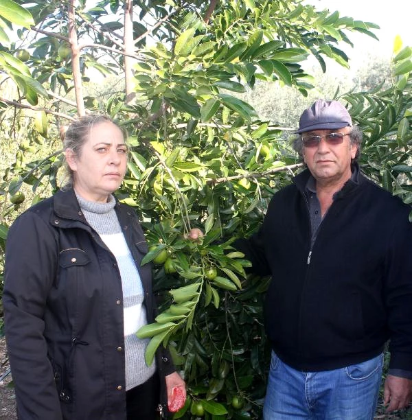 Gazipaşa'da Tropikal Bahçede 'Çikolata Meyvesi' Haberler