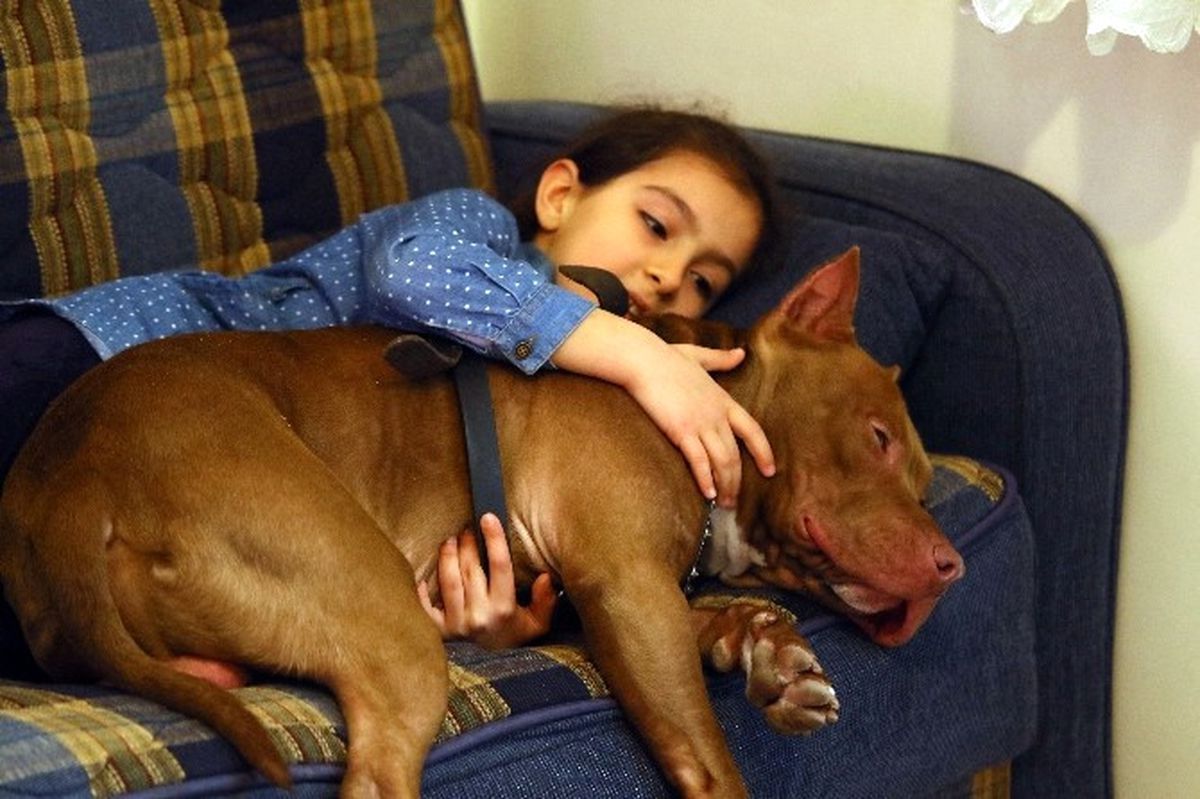 Pitbull ile 8 Yaşındaki Kızın Dostluğu Şaşırtıyor