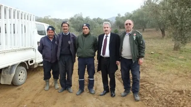 Burhaniye'de Başakçı Hırsızlar Zeytin Tarlalarına Dadandı Burhaniye'de Başakçı Hırsızlar Zeytin Tarlalarına Dadandı