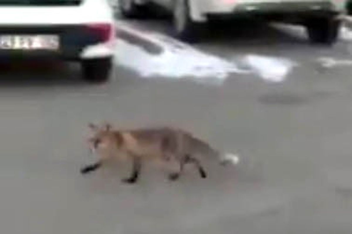Elazığ'da Tilkiler Şehre Kadar Geldi