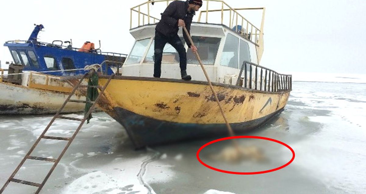 Van'da Suya Düşen Köpek Donarak Öldü