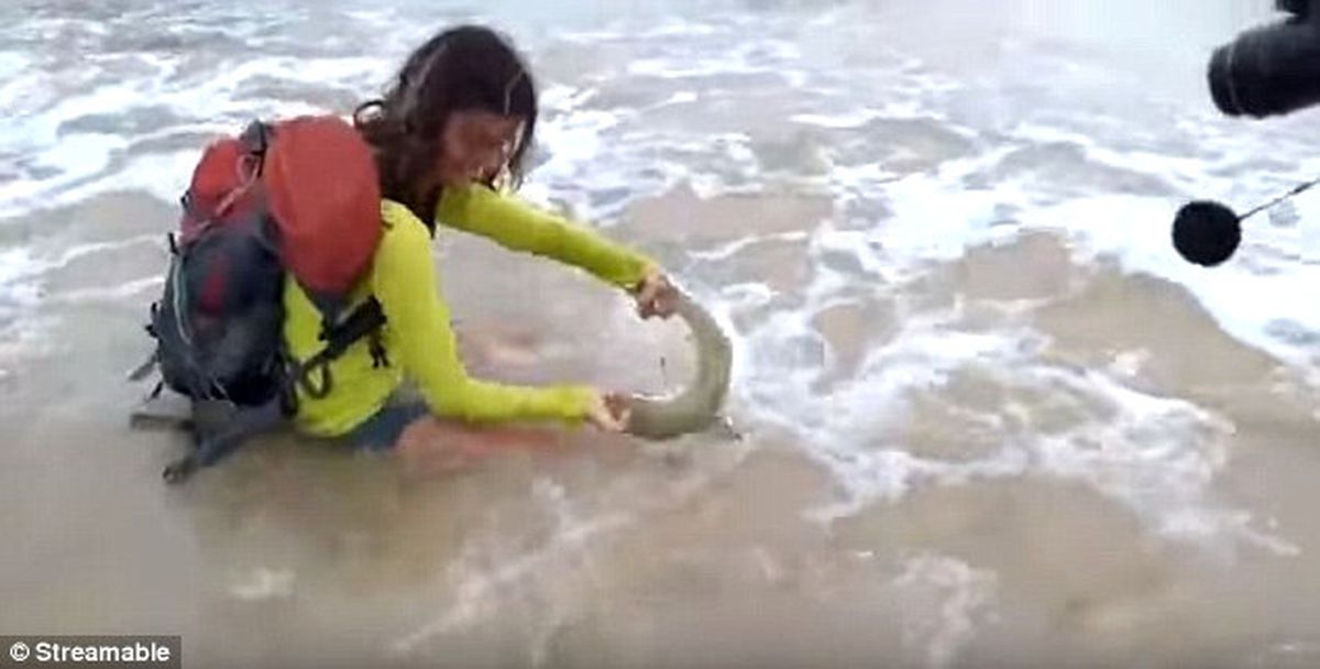 Köpek Balığıyla Selfie Çekerken Saldırıya Uğradı! Mahkeme Cezayı Kesti