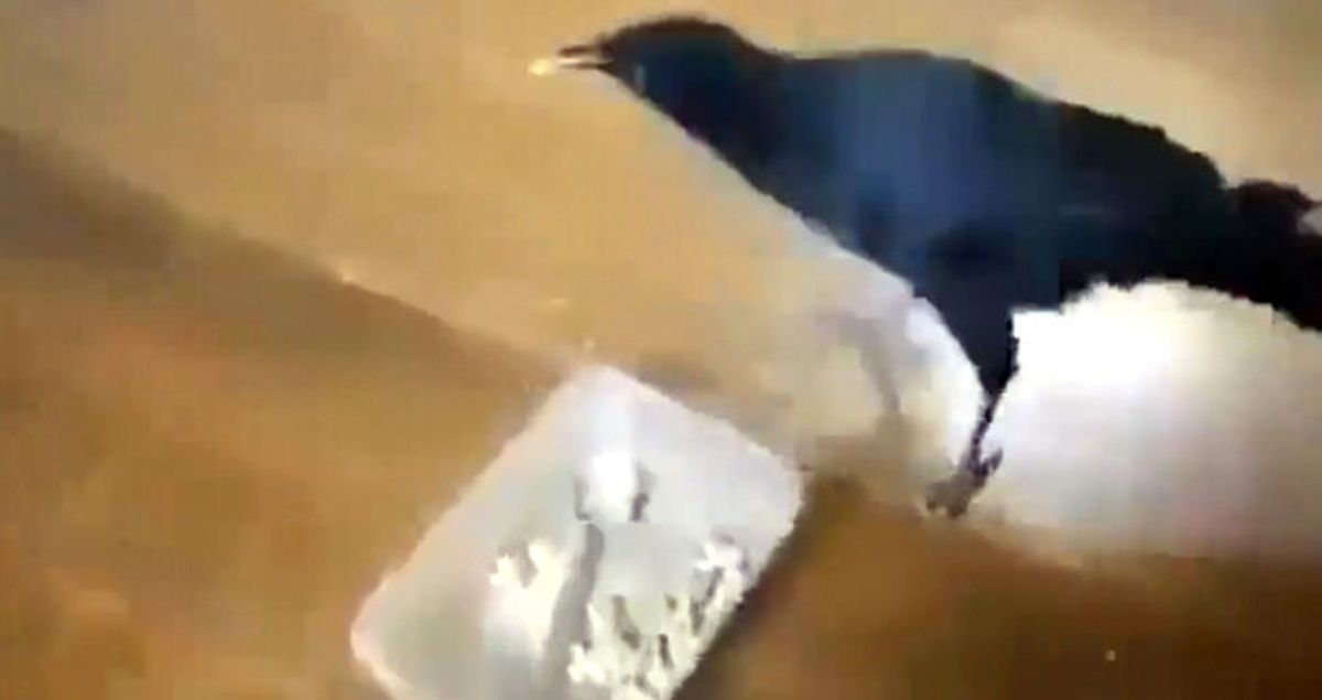 Karga Gagasıyla Kedi ve Köpek Besledi